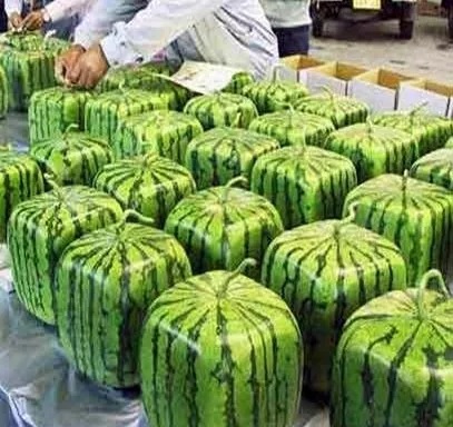 Square Watermelons are grown by Japanese farmers